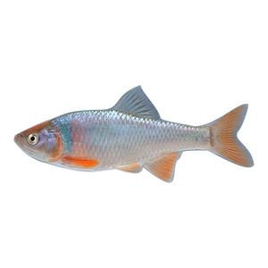 彩虹精灵鱼卢伦真小鲤北美冷水鱼