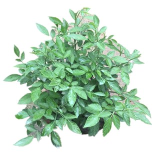 包邮绿色潮汕仙草吉祥瑞草苗抹草小槐花三叶青辟邪家居盆栽阳台 券