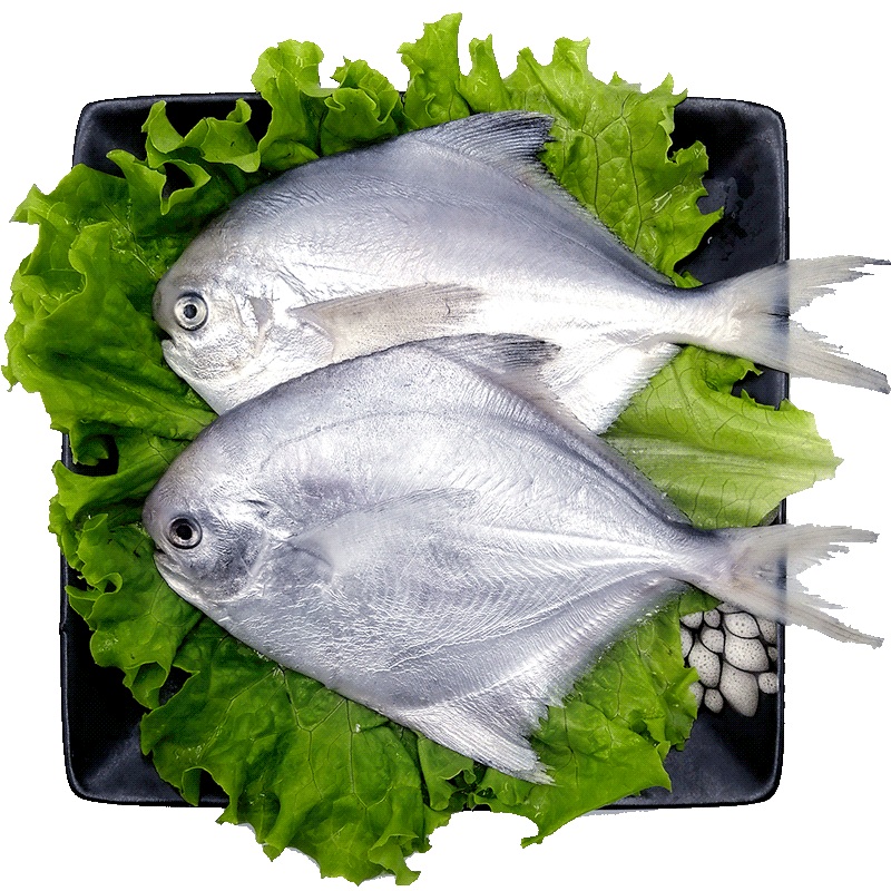 星渔海捕野生银鲳鱼舟山新鲜鲜活冷冻海鲜水产深海银昌鱼1斤6-7条