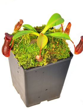 劳氏x红葫芦小虫草堂直播lv猪笼草