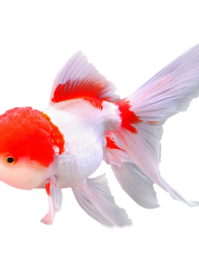 冷水鱼丹顶红狮子头金鱼活体招财鱼