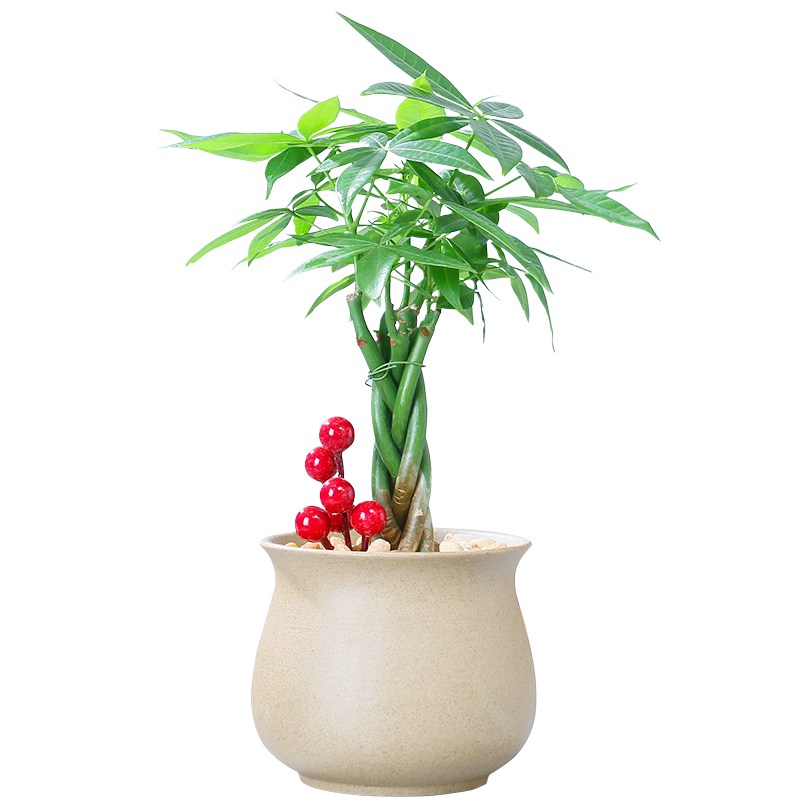 发财树盆栽植物室内好养客厅招财摇钱树办公室绿植花卉桌面小盆景