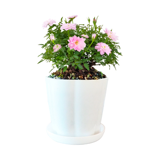 艾莹兰花苗 姬月季 迷你盆栽四季开花不断 好养花卉桌面盆景绿植售价