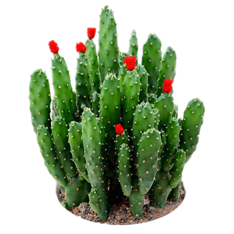 招财手多肉植物办公室内电脑防辐射绿植盆栽客厅吸甲醛仙人掌花卉