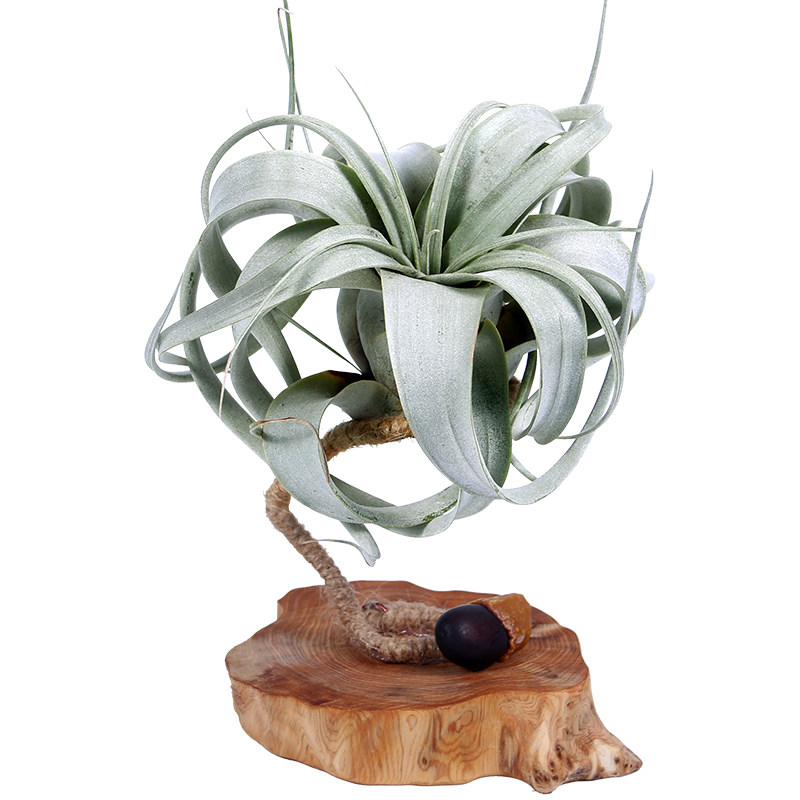 空气凤梨 植物空凤来仪红精灵花崖柏底座支架无土盆栽摆件盆景 - 优栽