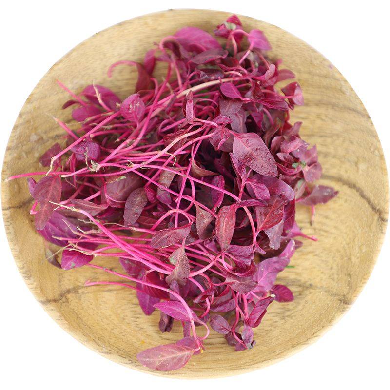 新鲜火红苗1盒斯卡纳苗西餐摆盘装饰 可食用苗菜