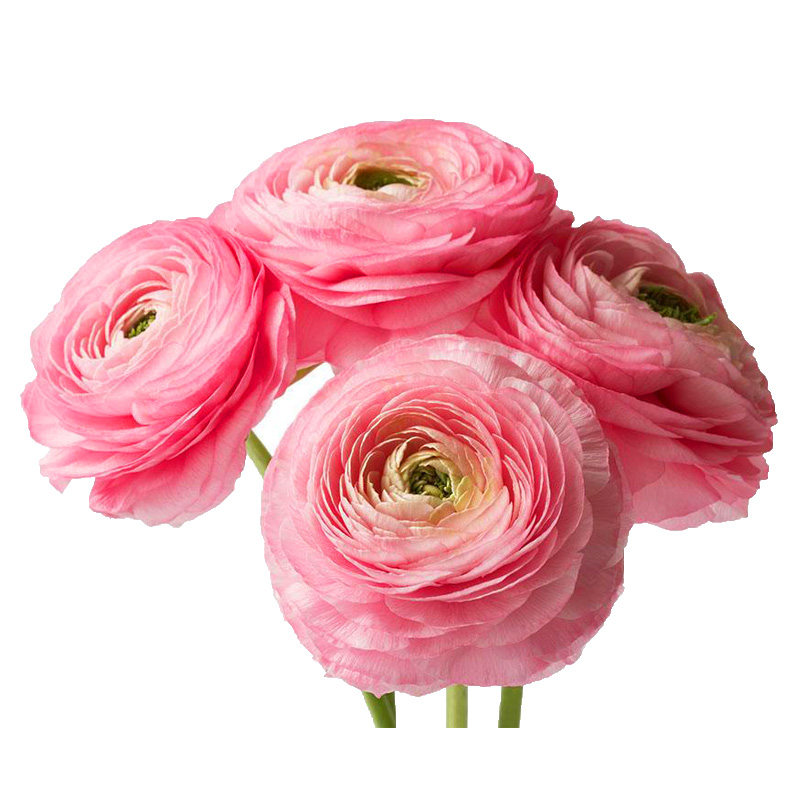 日本sakat*花境花毛茛 进口花种子 矮生陆莲花四季种阳台室内易活