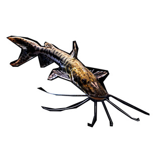 鸭嘴鲨活体鱼名贵观赏鱼稀有中大型鱼淡水鱼热带鱼鼻虎鲶鸭咀鲨鱼