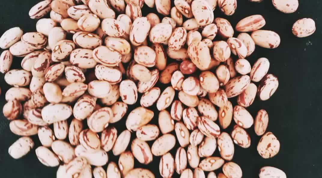 wholesale organic types of sugar pinto beans/lskb bean and
