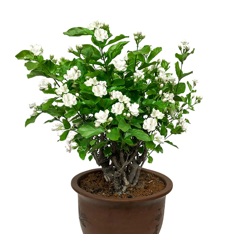 包活横县茉莉花盆栽独杆四季绿植驱蚊花卉老桩树花苗植物室内客厅