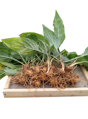 新鲜水田七深山屈头鸡土三七水田七现挖水田七苗根水虾公500g草药