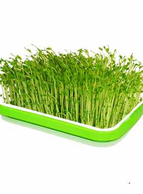 芽苗菜种孑纸上种籽麻豌豆蔬菜种子