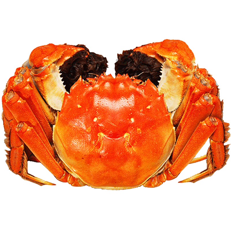 【全母蟹12只】现货阳澄湖大闸蟹鲜活全母蟹2.5两特大螃蟹六月黄