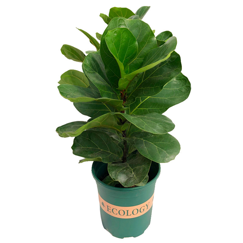 琴叶榕盆栽植物室内办公室绿植四季常青大叶植物花卉小盆栽琴叶榕