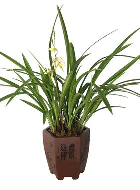 兰花苗金边小桃红浓香客厅四季兰