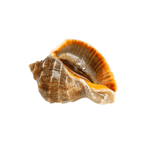 连云港新鲜现捕捞野生海鲜超大海螺鲜活海鲜贝壳水产一斤3份包邮