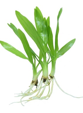 阴性草皇冠水草迷你九冠草中景草