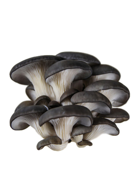 密云新鲜侧耳包农家种植煲汤平菇