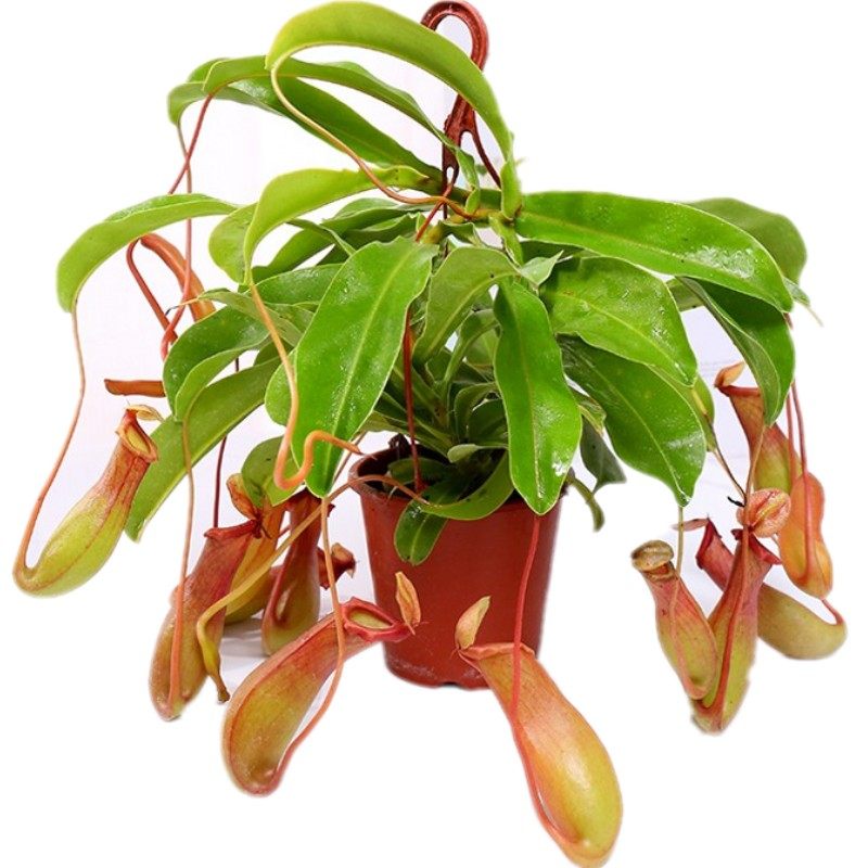 室内食虫植物盆栽垂吊猪笼草捕蝇草吊兰驱蚊绿植创意送礼趣味花卉