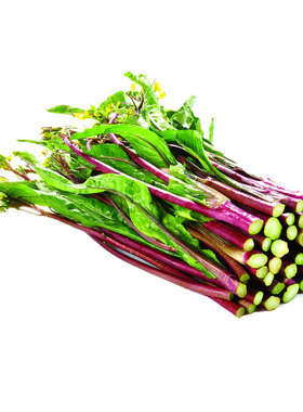 新鲜现摘湖北嫩菜心红菜苔