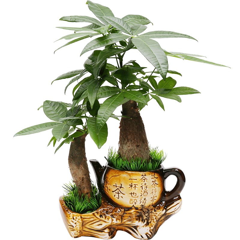 发财树盆栽植物室内花卉盆栽绿植金钱树盆栽客厅小盆景招财富贵树