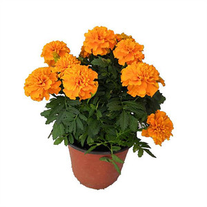 孔雀草小万寿菊臭菊花 观赏室内阳台盆栽花卉带花带土发货