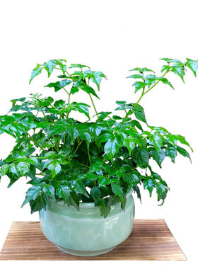 幸福树富贵树绿色办公室吸甲醛