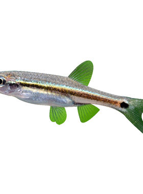 金线丽纹细鲫林氏细鲫鱼原生小型冷水鱼观赏灯鱼水草缸上层鱼活体