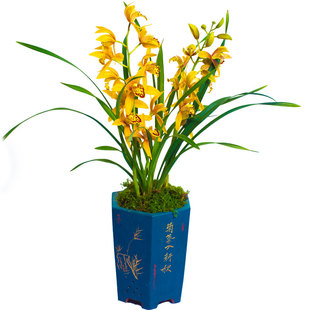 建兰兰花苗金玉满堂兰草名贵奇花异草盆栽浓香带花苞花卉黄金惠兰