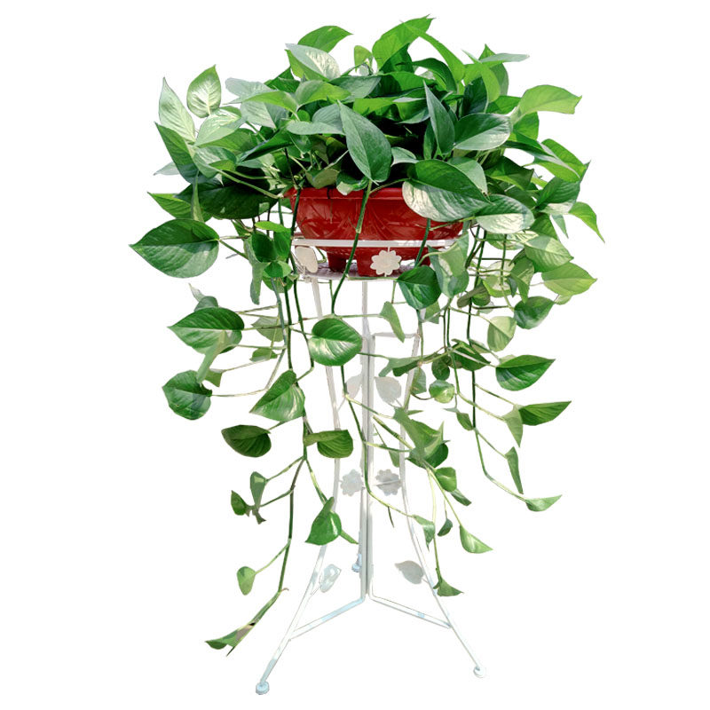 吸除甲醛大叶绿萝盆栽植物室内大盆四季大型长藤垂吊绿箩客厅特大