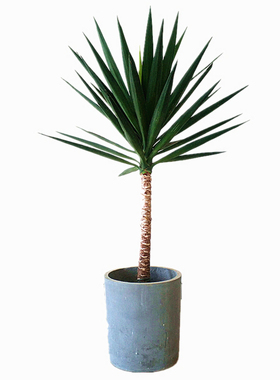 荷兰铁巨丝兰绿植常青耐阴吸甲醛