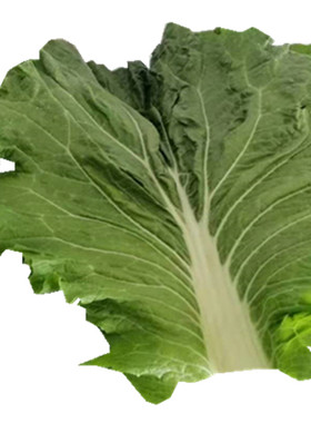 东北新鲜大白菜叶白菜叶打饭白菜