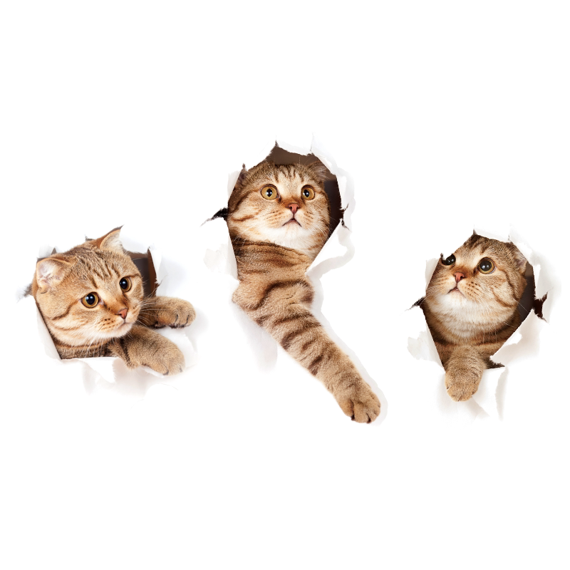 3d立体视觉可爱小猫贴画卧室寝室壁纸宿舍大学生墙贴创意装饰贴纸