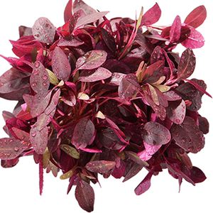 【蓝牌水培】新鲜小火红苗斯卡纳苗 安曼红苗芽菜酒店西餐装饰20g