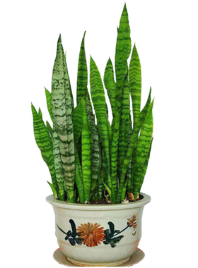 虎皮兰植物 室内