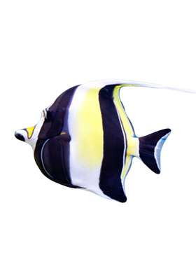 神像角蝶鱼活体海水鱼海缸开口饲料