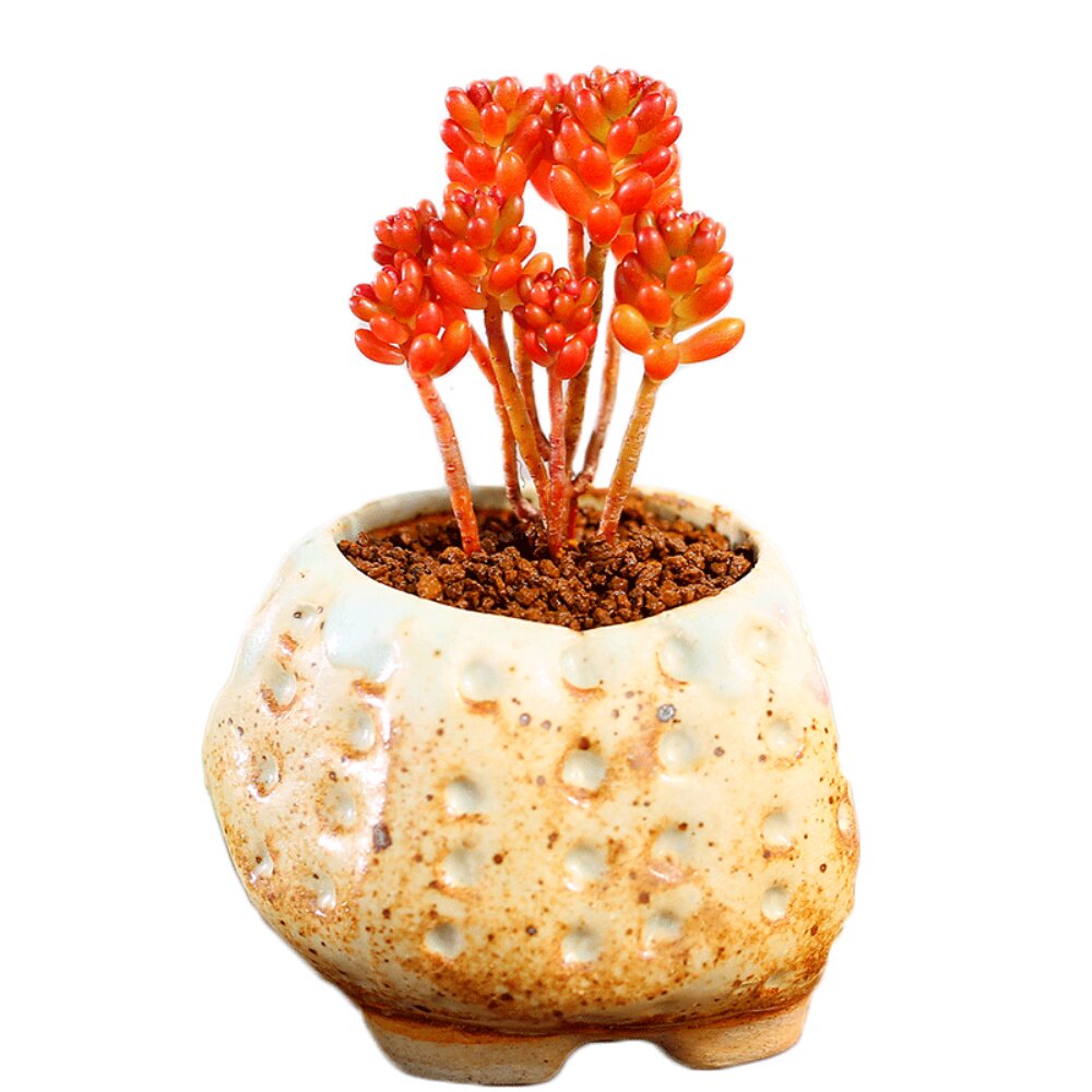 云南直发红浆果老桩肉肉植物多肉植物组合盆栽罕见稀有品种防辐射