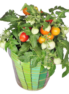 微型汤姆盆栽矮生迷你小番茄种子