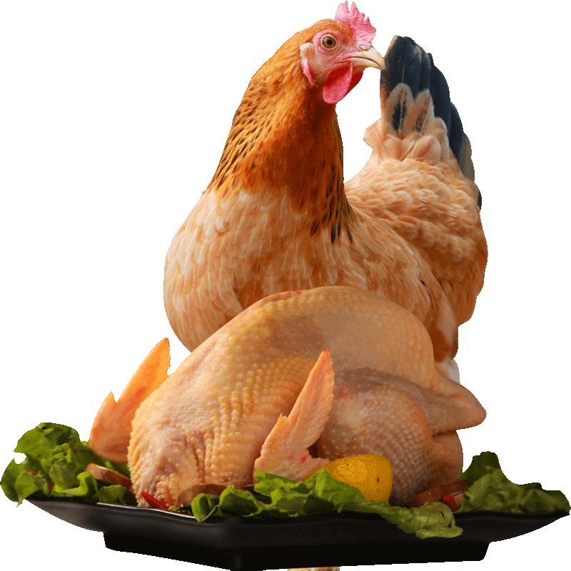 【买一送一】皇卫散养童子鸡