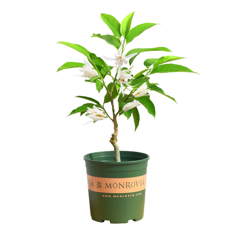 白兰花盆栽白玉兰花树苗浓香型室内白玉兰小盆栽四季庭院花卉植物