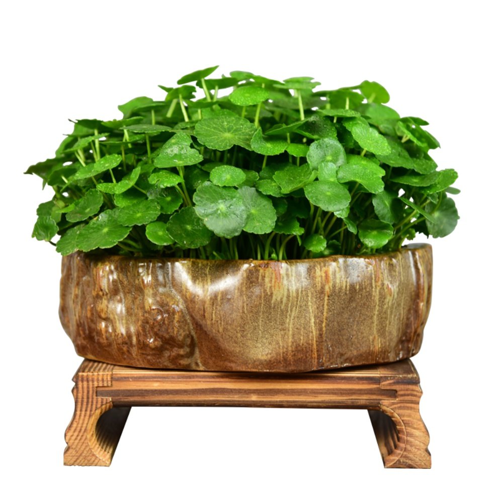 金钱草怎么养得好(水养金钱草怎么养得好) - 0415花卉网