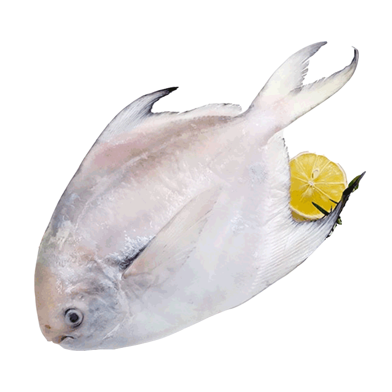 明汕堂 白鲳鱼 新鲜速冻冷冻海鲜鱼 家庭宴客新年送礼伴手礼 200g