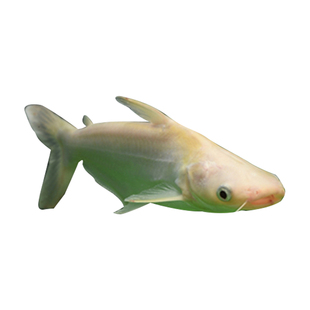 亲,找到观赏鱼鲨鱼 大型优惠券宝贝86个