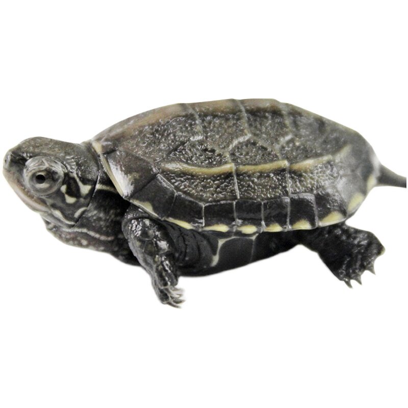 中华草龟小乌龟活体巴西招财龟宠物水龟金线龟活物龟墨龟草龟苗花