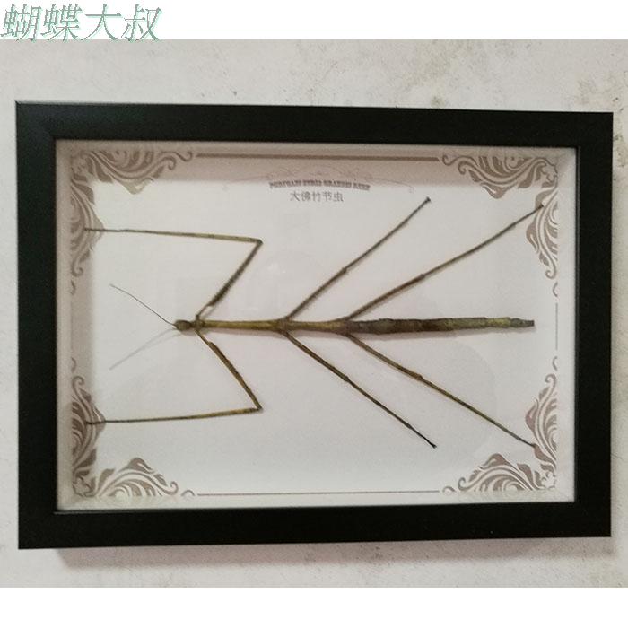 竹节虫标本 珍稀昆虫标本 超大个体 展览装饰爱好者收藏 学校教学