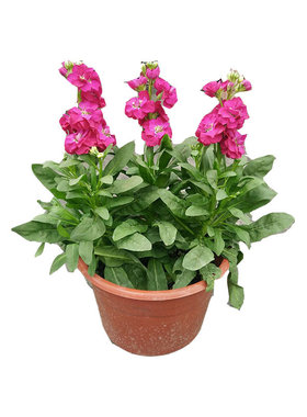 中国紫罗兰盆栽耐寒花苗室内外庭院花卉香草植物气味芳香带花苞