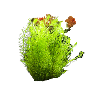 奇溢自然金鱼草鱼缸造景中后景水草水族箱装饰真水草活体植物活