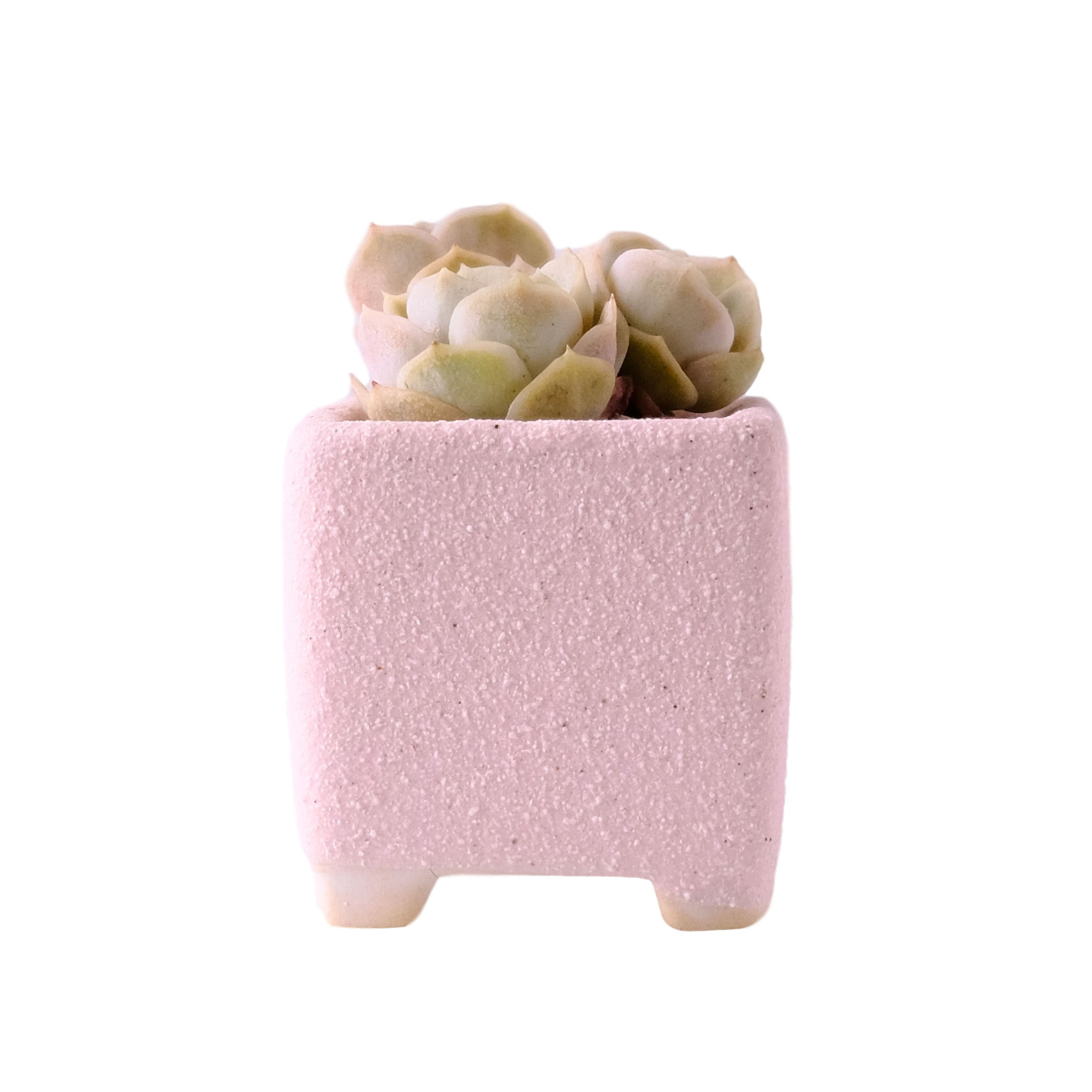 花语 四方形素烧盆 粗陶磨砂多肉花盆马卡龙创意简约透气控型花盆