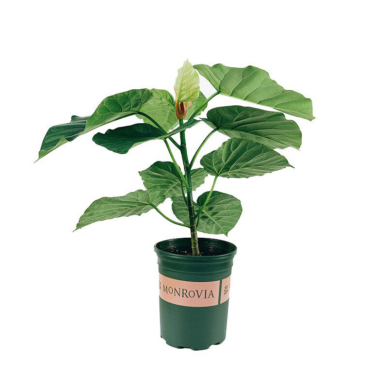 植造森林 日本网红爱心榕伞榕心叶榕室内净化空气观叶植物盆栽