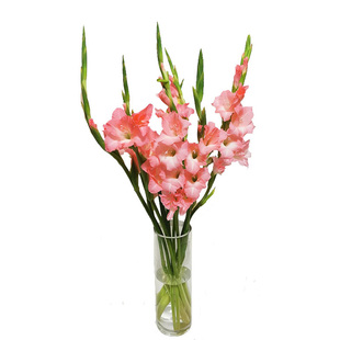 花饰家水养鲜花剑兰云南基地直发批发家用办公常插花速递鲜花米花 券